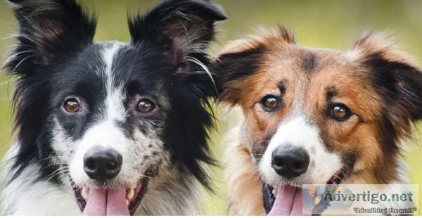 Best Animal Care Center -Powell Veterinary In USA