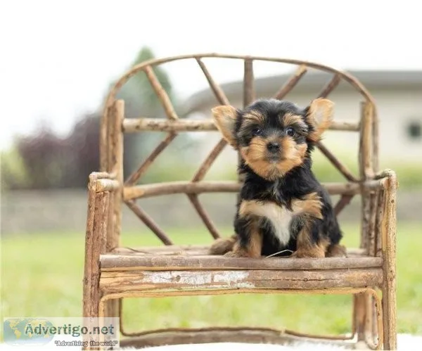 2 Cute AKC Yorkshire Terrier Puppies