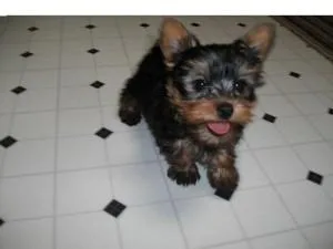 FreeTea-Cup Size Yorkie Puppies For Adoption