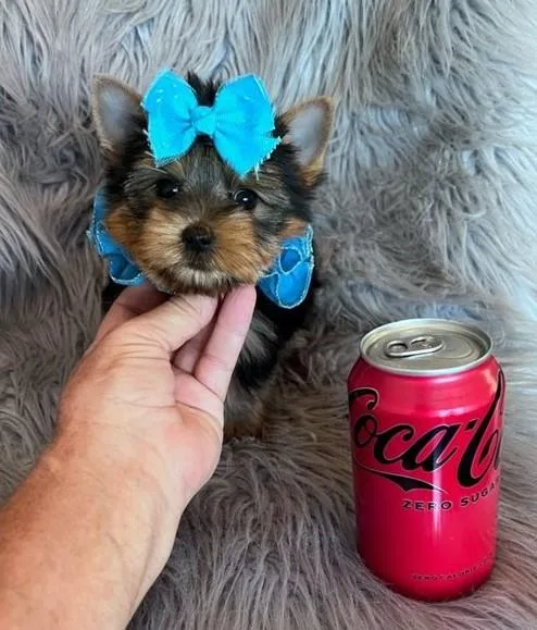 Teacup Yorkie puppies