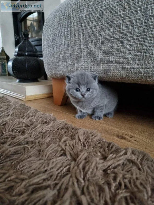 Very sweet British shorthair kitten