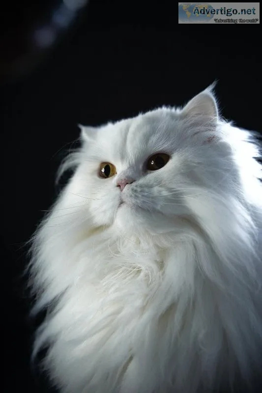 Cat Shop Near Me With Price