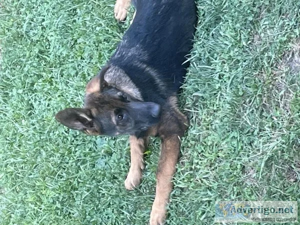 AKC German shepherd pup