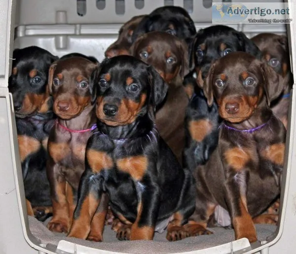 DOBERMAN PUPPIES FOR SALE