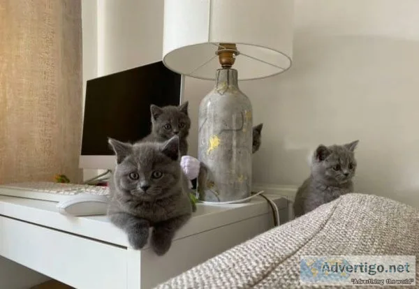 Adorable British shorthair kitten