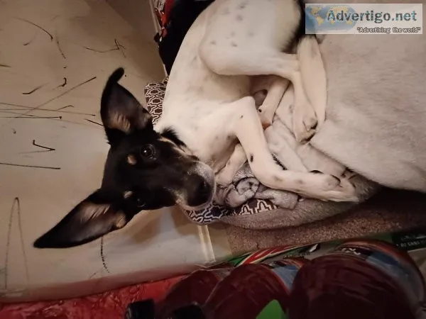 Mixed Puppy Needs Home ASAP