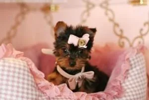 (FREE) X-MASS YORKSHIRE TERRIER PUPPIES FOR NEW FAMILY HOME ADOP
