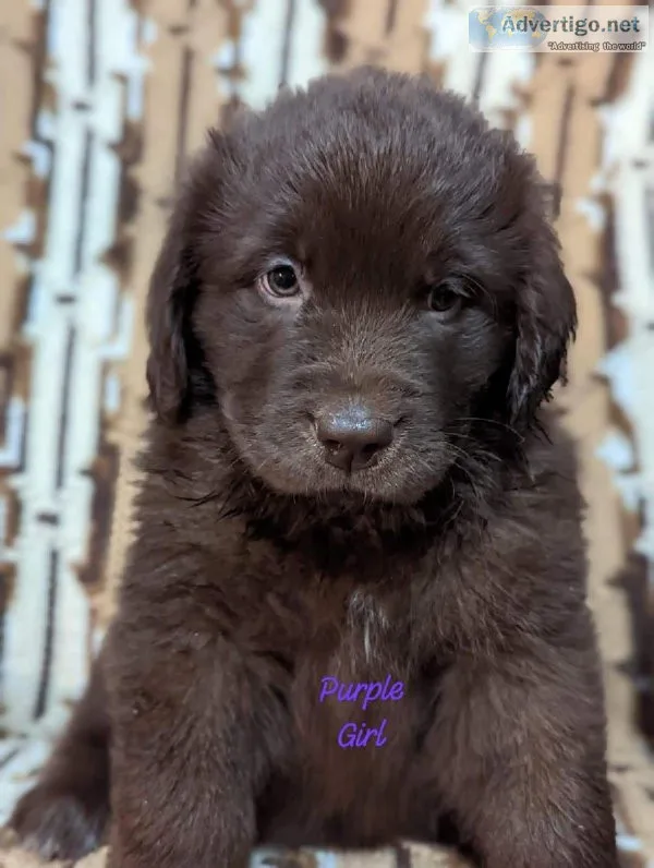 NEWFOUNDLAND PUPPIES