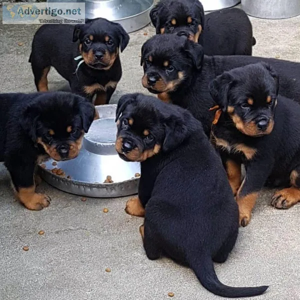 Strong and wise home Rottweiler puppies.