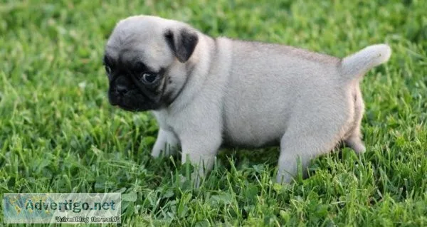 Sweet pug pups available