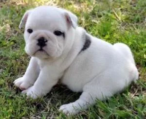 Excellent English Bulldog Puppies of prefect quality