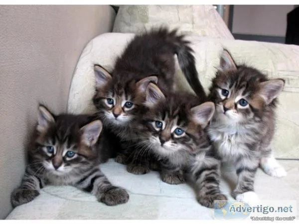 Siberian Kittens For Sale