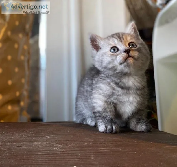 Small Sized And Short Legs Munchkin Kittens.