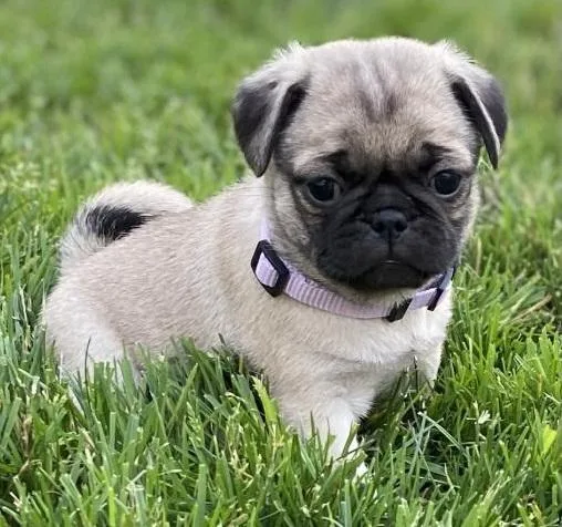 PUG PUPPY FOR SALE