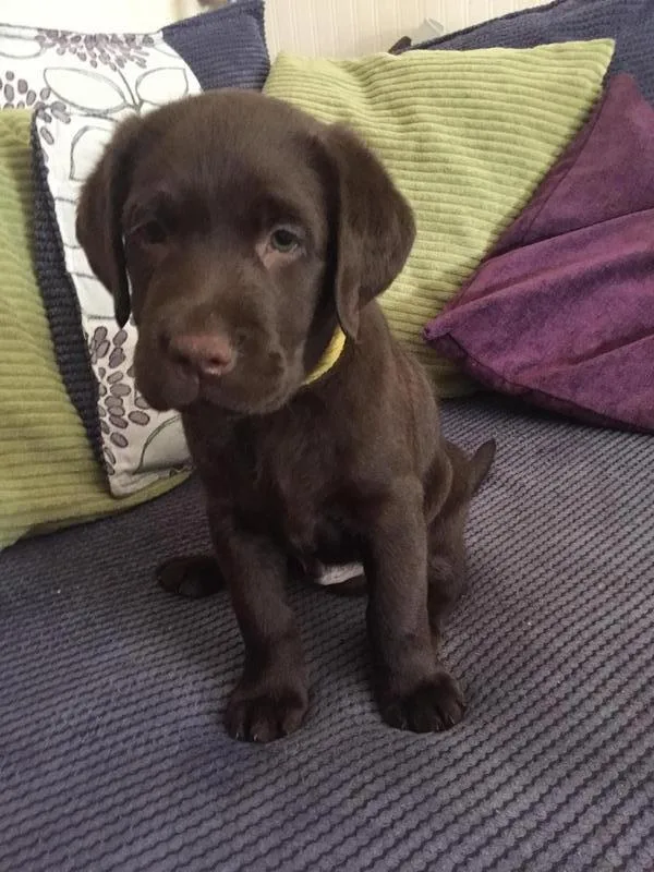 Labrador still looking for their forever homes