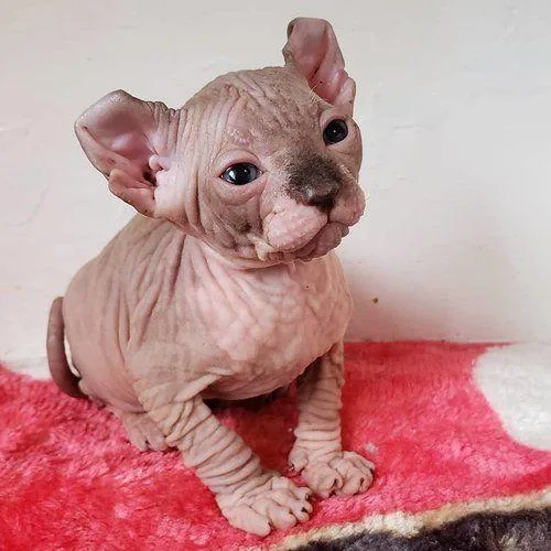 Wrinkly Sphinx Extremely Kittens