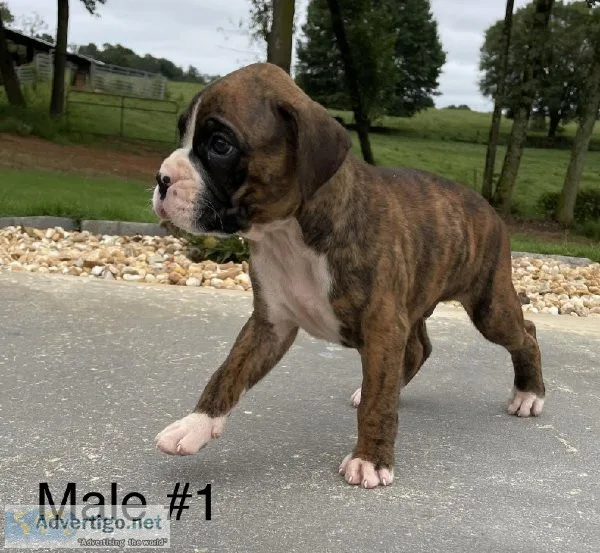 Boxer puppies