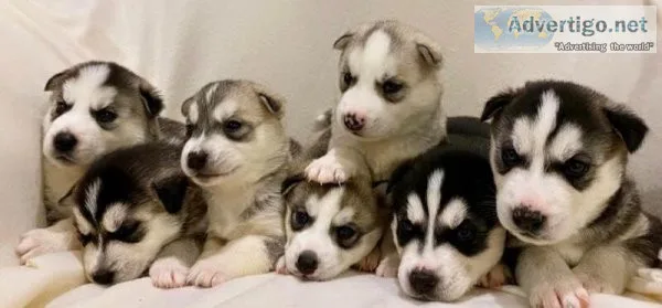 I have two siberian huskies pups for sale.