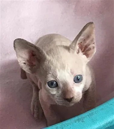 Cornish Rex kittens available to reserve.