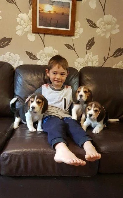 White Black and Tan Beagle 12 Weeks old