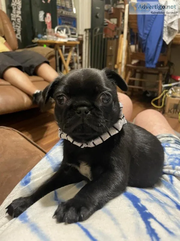 pug