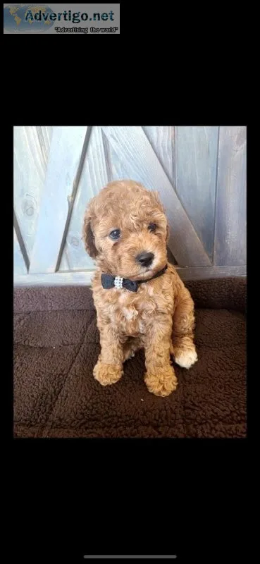 Toy Poodles