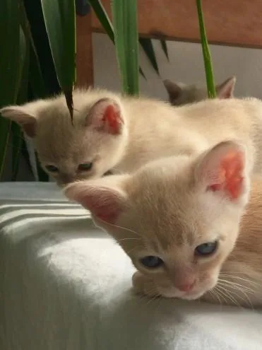 M And F Chocolate Burmese Kittens.
