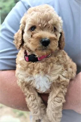 F1b mini goldendoodles