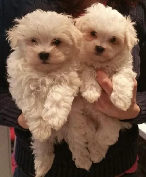 Stunning Maltese Babies.