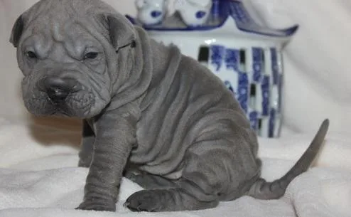 Stunning Litter of Sharpei