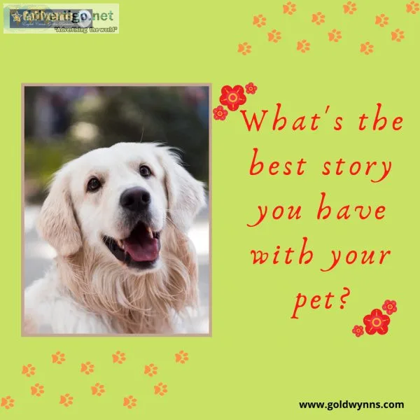 GoldWynns Helps You To Get Healthy English Golden Retriever Pupp