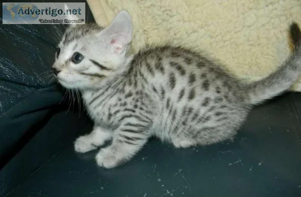 Endless Entertainment Egyptian mau for sale.