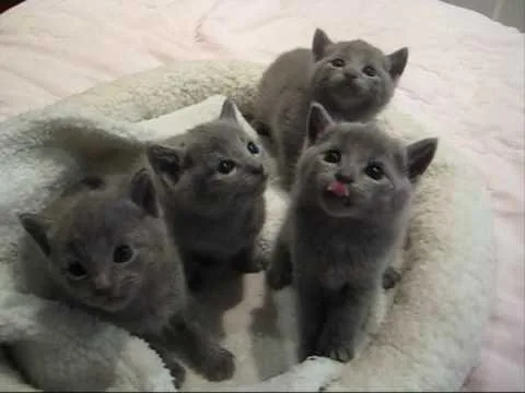 Sweet home Russian Blue Kittens.