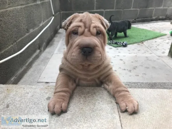 Platinum Gorgeous Chunky Shar Pei