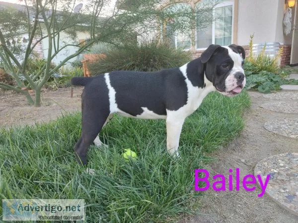 Olde English Bulldogge puppy