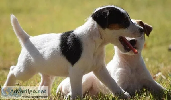 Stunning litter of Jack Russell puppies.