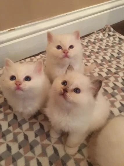 Potential Birman Kitten.