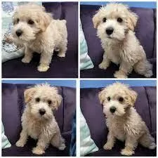 Mini Schnoodle Puppies (Miniature SchnauzerTiny Toy Poodle