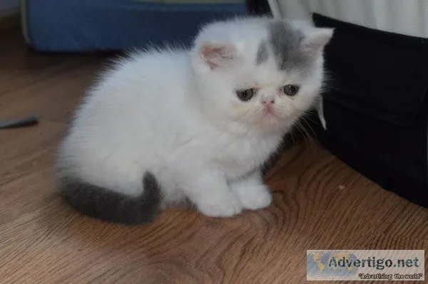 Great Exotic Kittens.