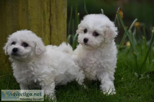 Pedigree Bichon Frise puppies