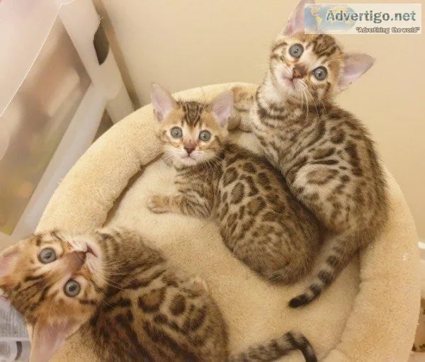 Two Beautiful Bengal Kittens