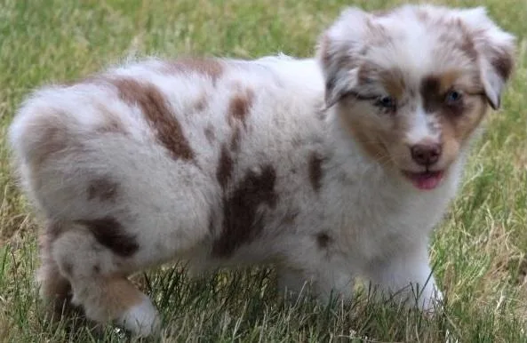 adorable Australian Shepherd puppies