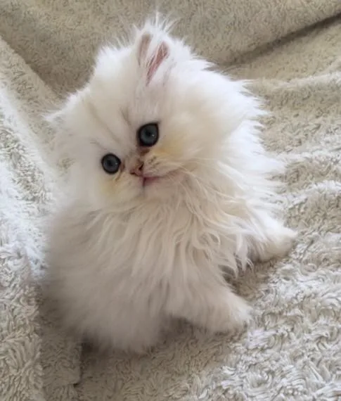Extremely sociable Persian Chinchilla.
