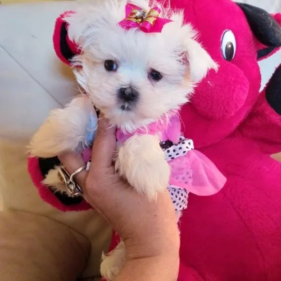 Adorable pure breed Maltese puppies for sale.