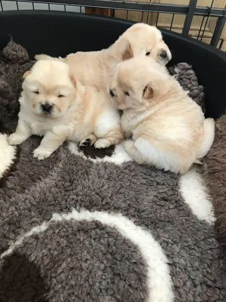 100% Genuine Chow Chow Puppies