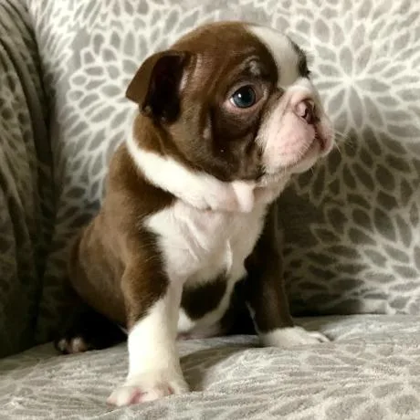 Boston Terrier puppies for sale