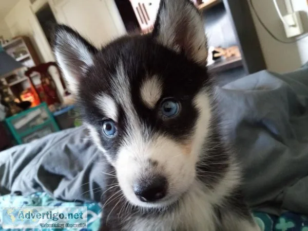 Siberian husky
