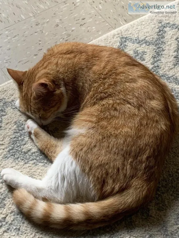 Rehome tabby cat