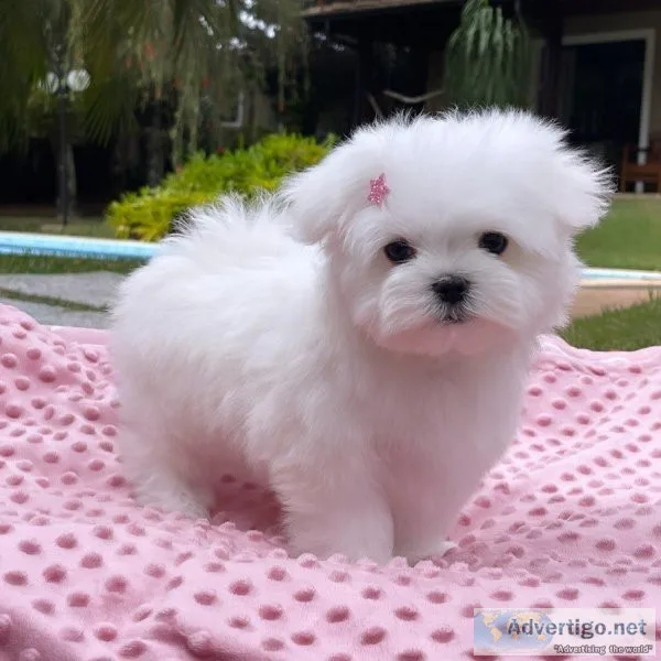 Teacup Maltese for Adoption