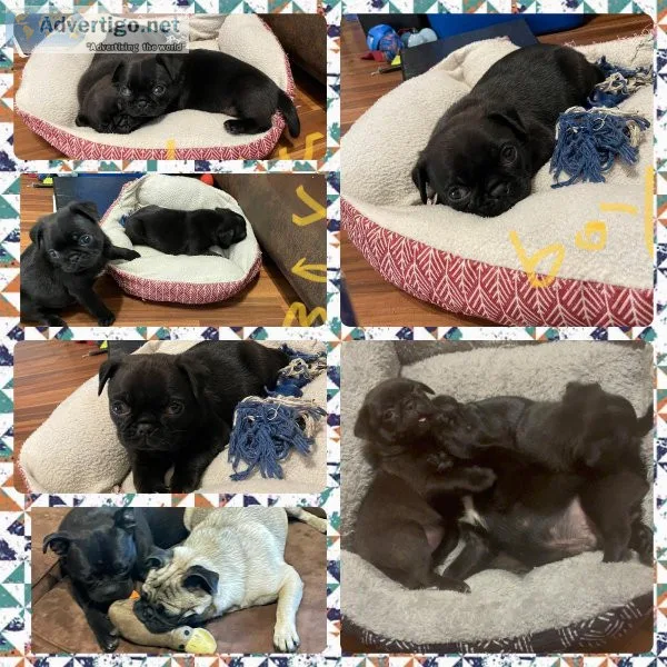 pug
